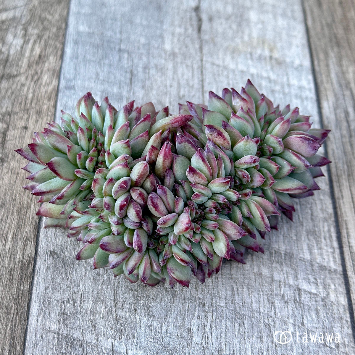 Echeveria colorata cristata ③