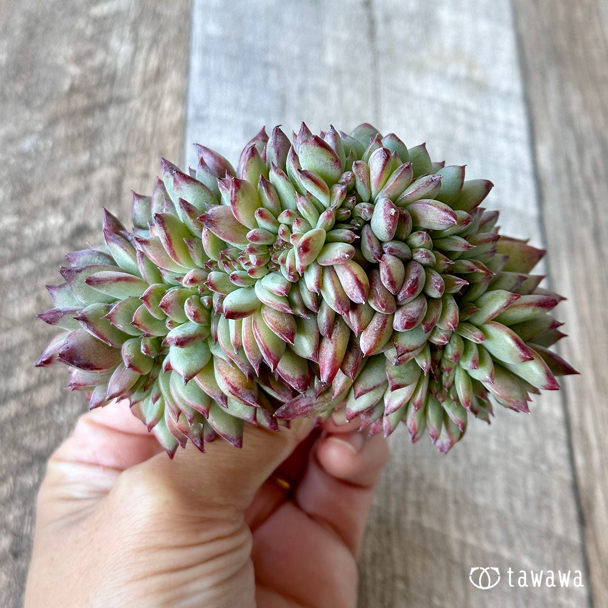 Echeveria colorata cristata ③