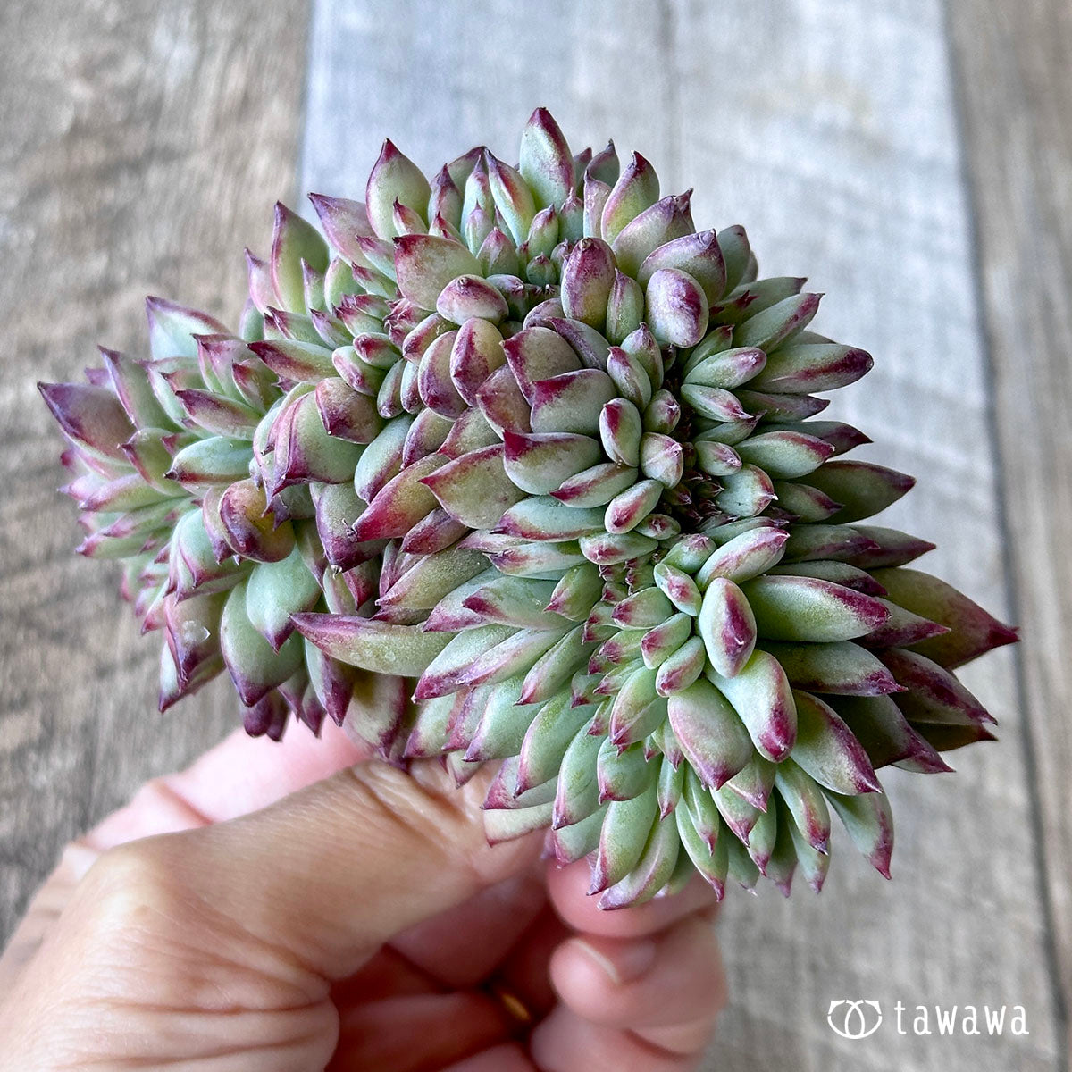Echeveria colorata cristata ③