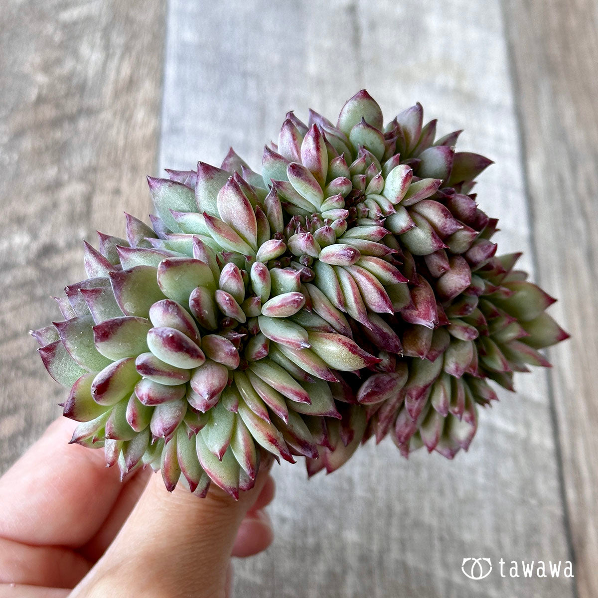 Echeveria colorata cristata ③