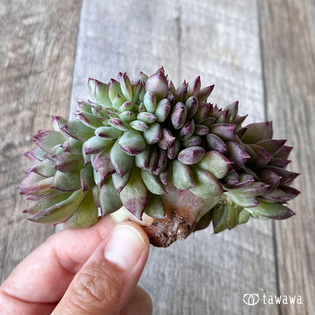 Echeveria colorata cristata ③