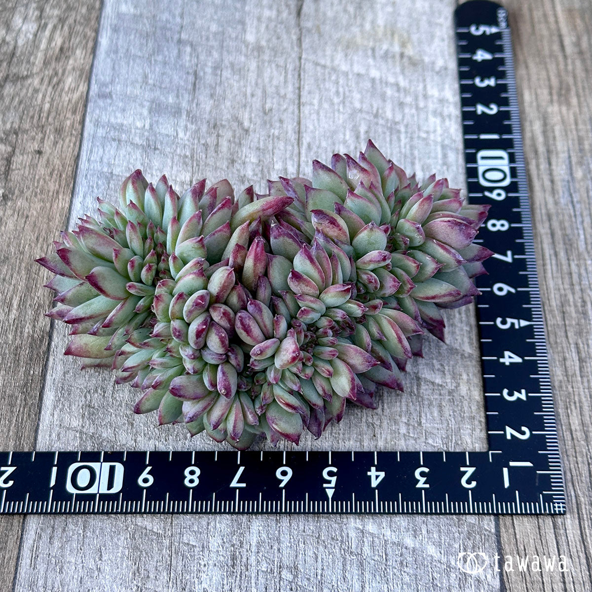 Echeveria colorata cristata ③