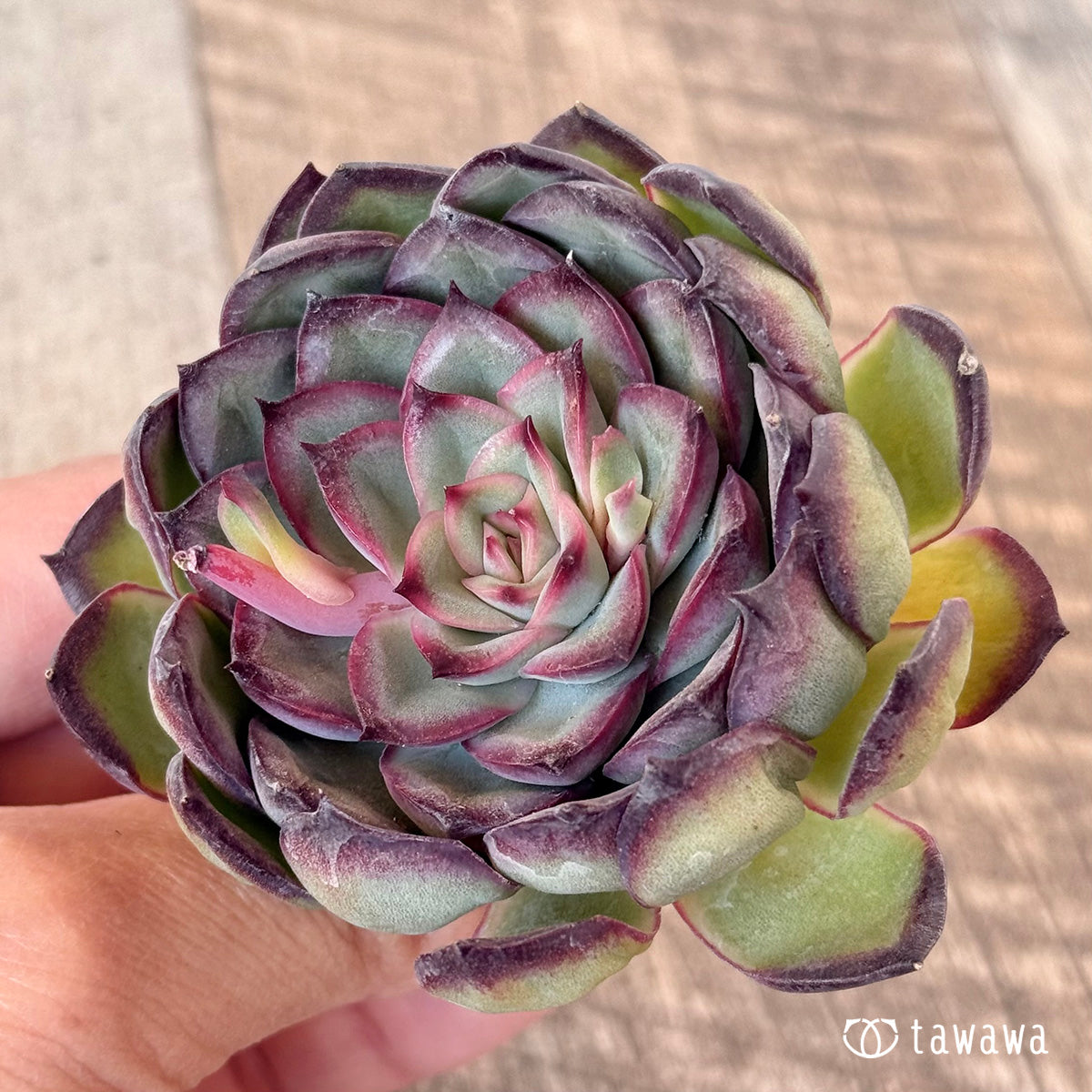 아루바①