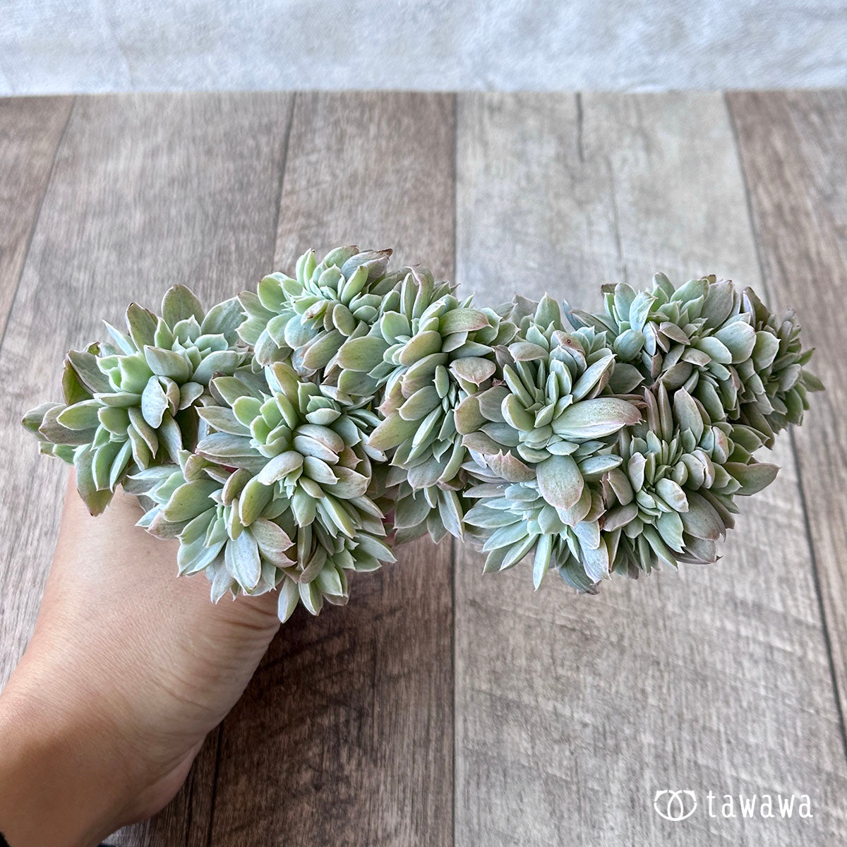 パステル錦 綴化　②