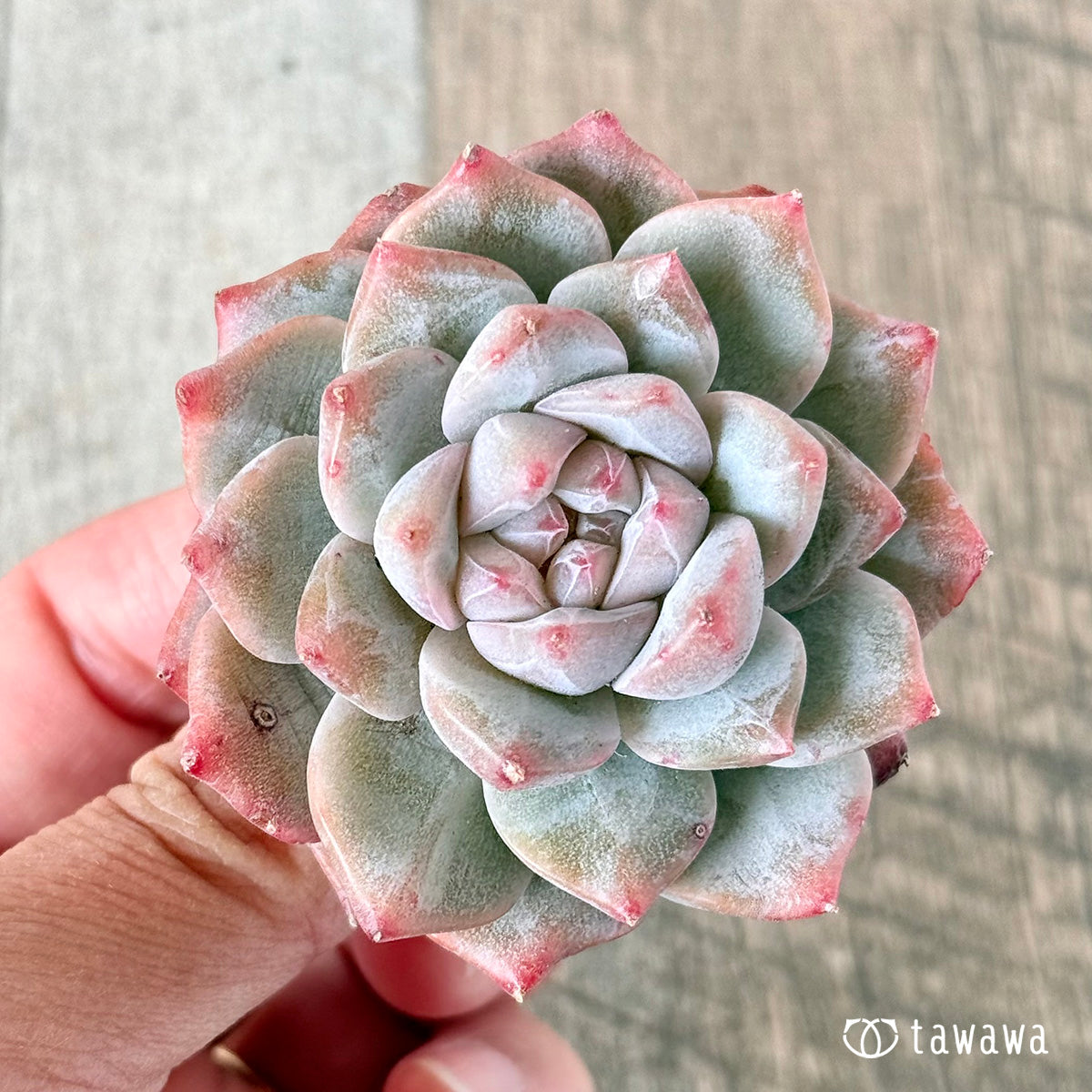 아루바①