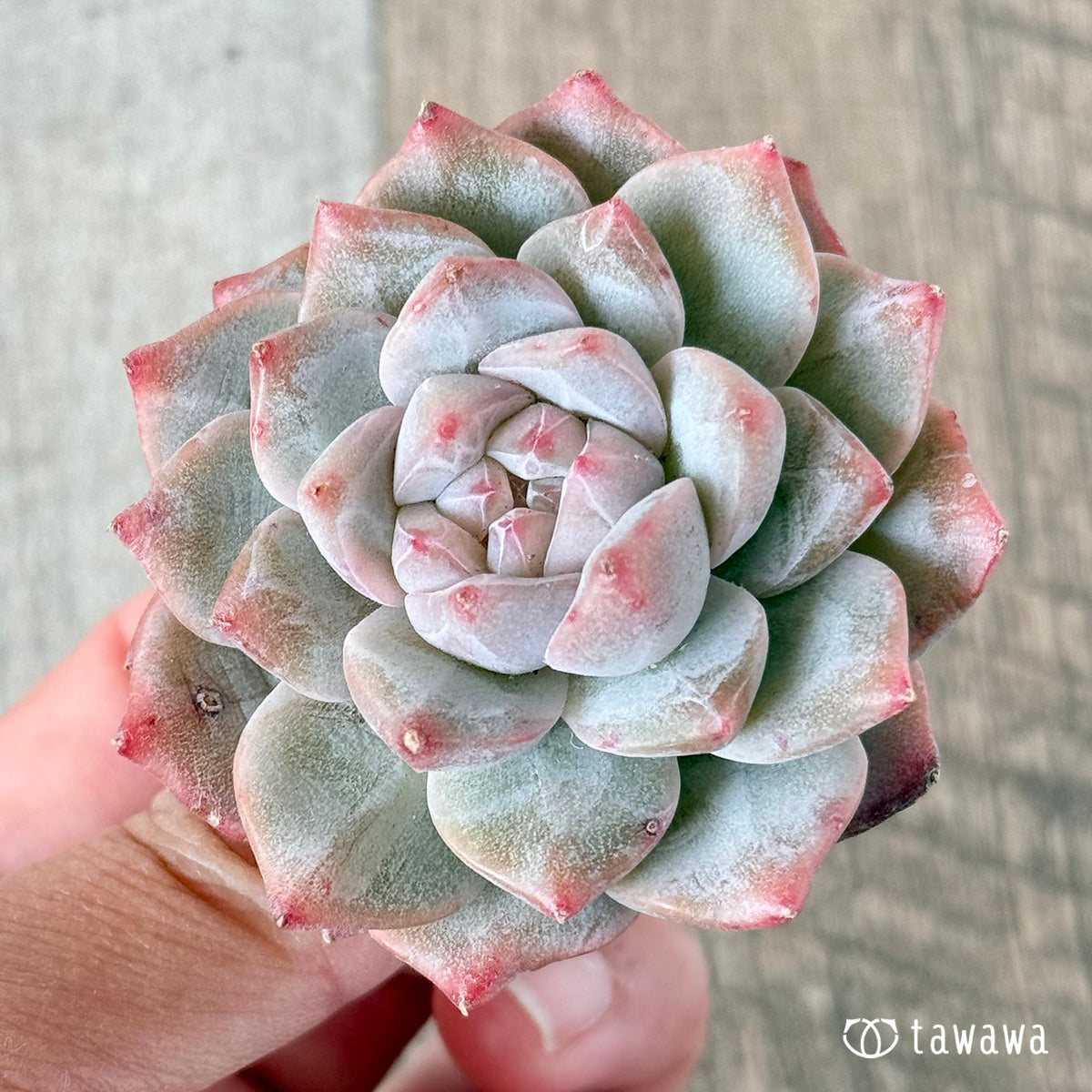아루바①