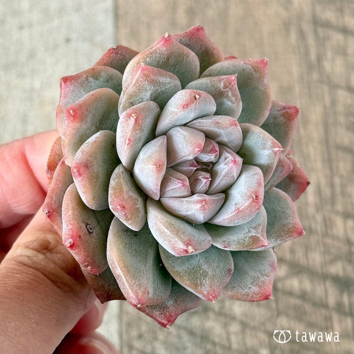 아루바①
