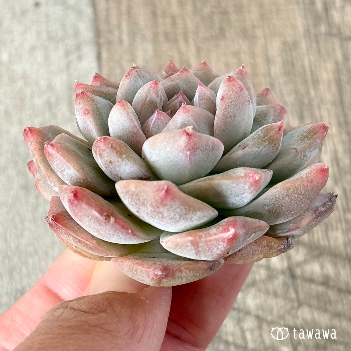 아루바①