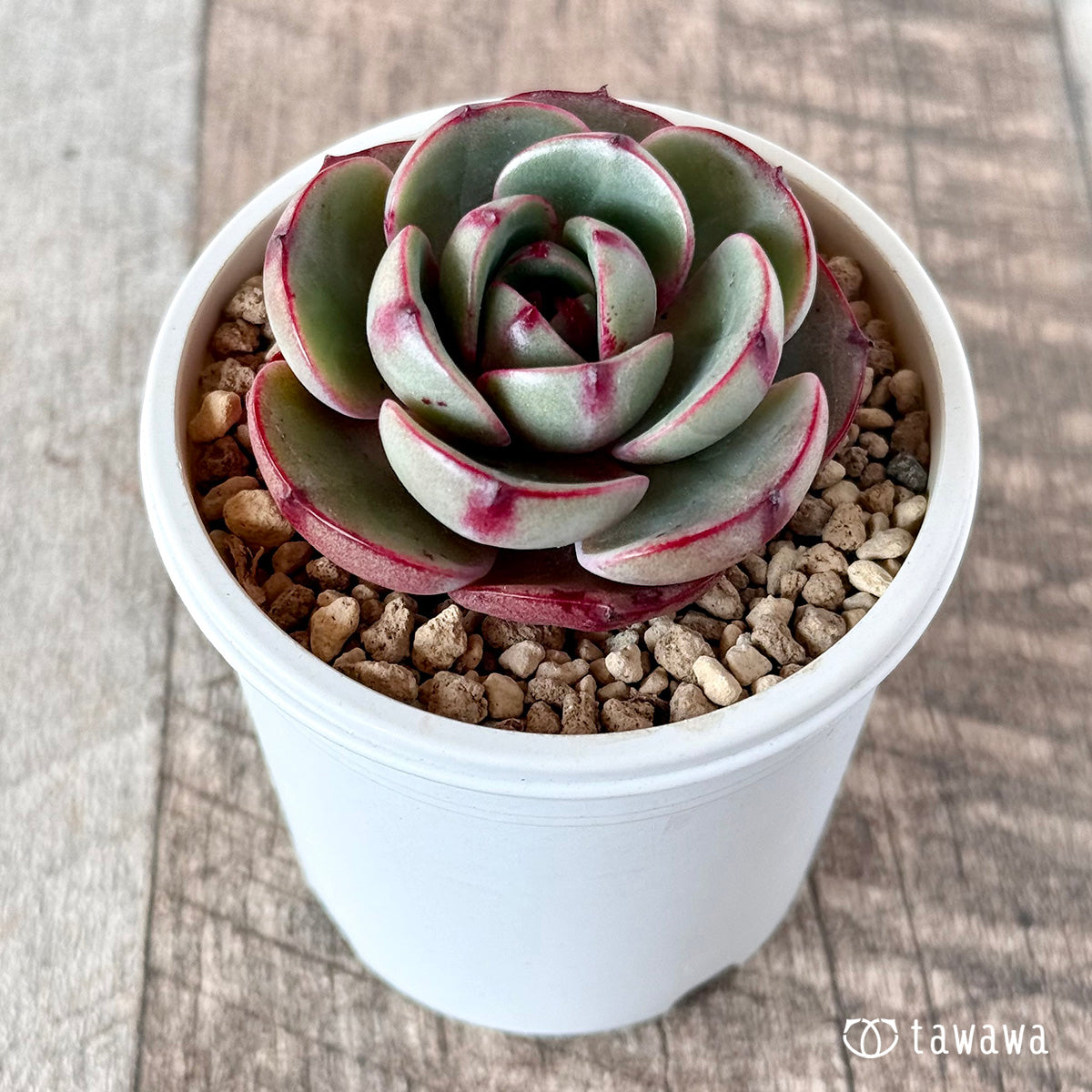 아루바①