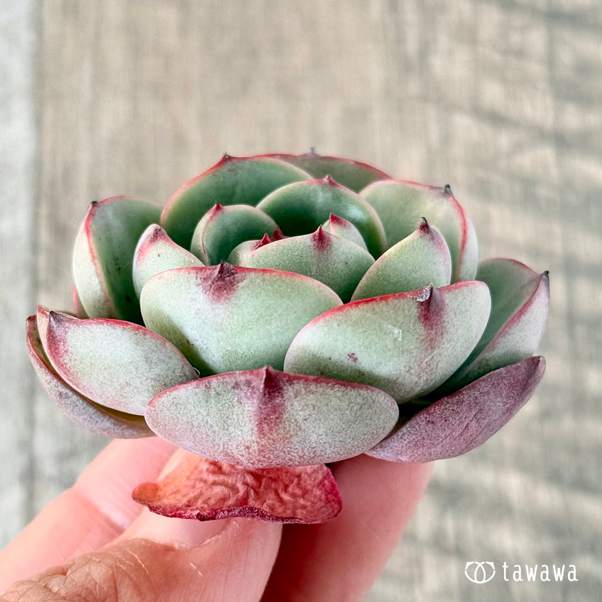 아루바①