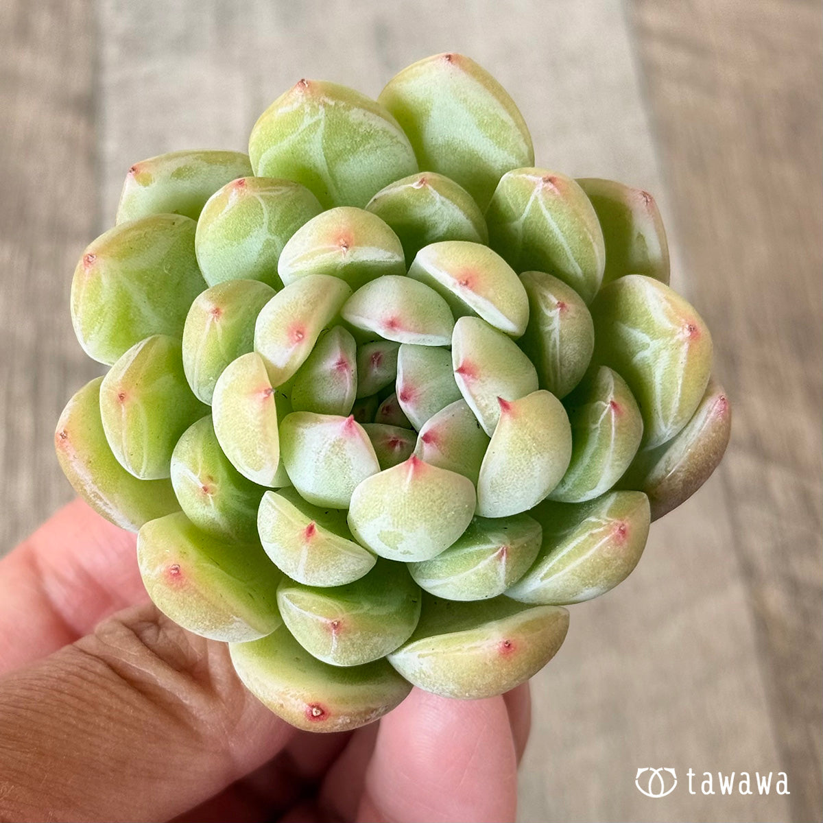 雪花ゼリー