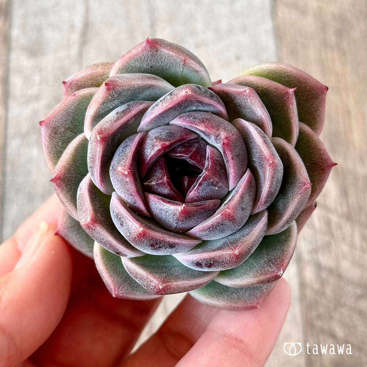 코로키