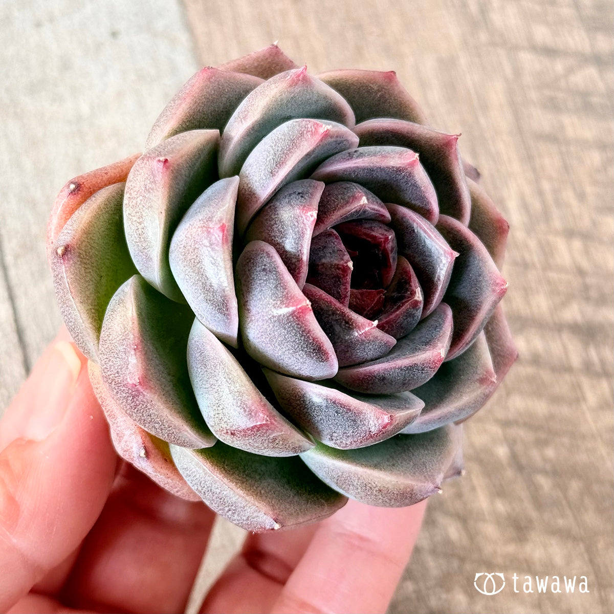 코로키