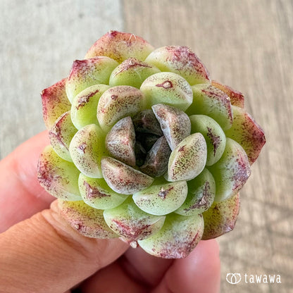 紫水晶