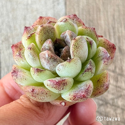 紫水晶