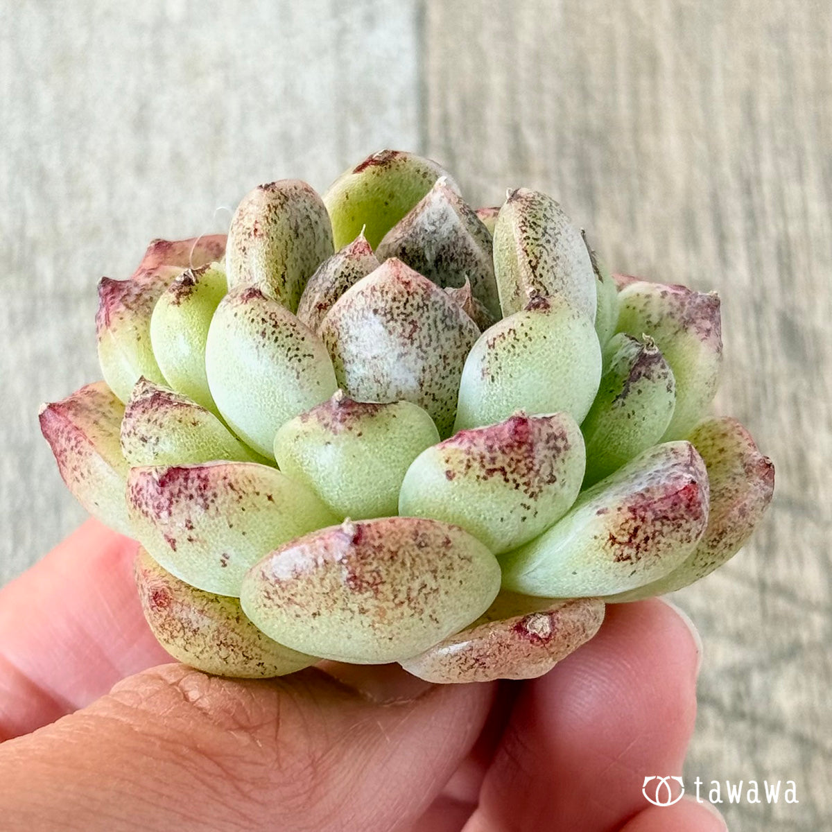 紫水晶