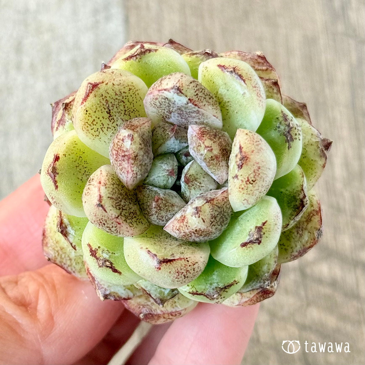 紫水晶