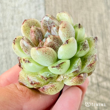 紫水晶