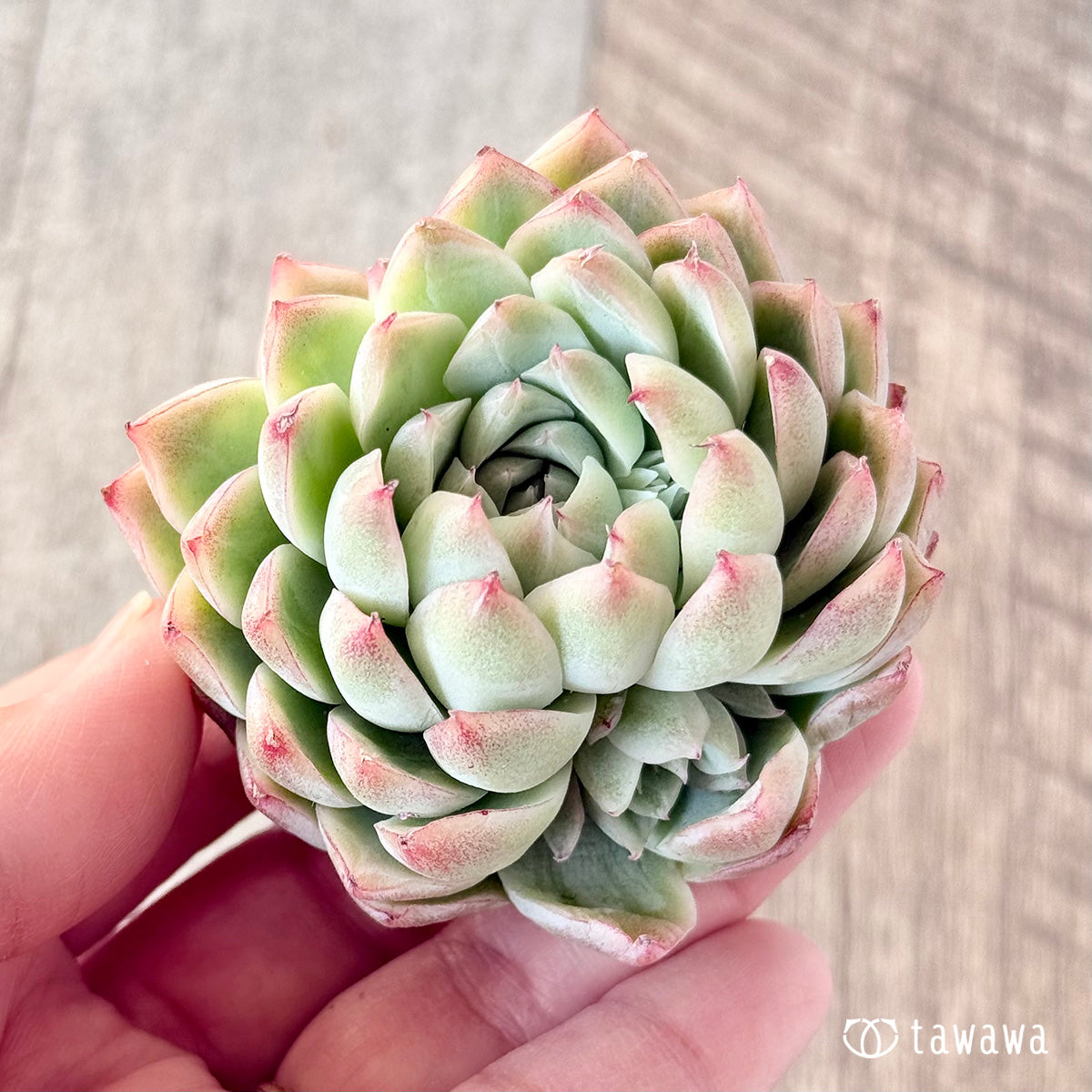 아루바①