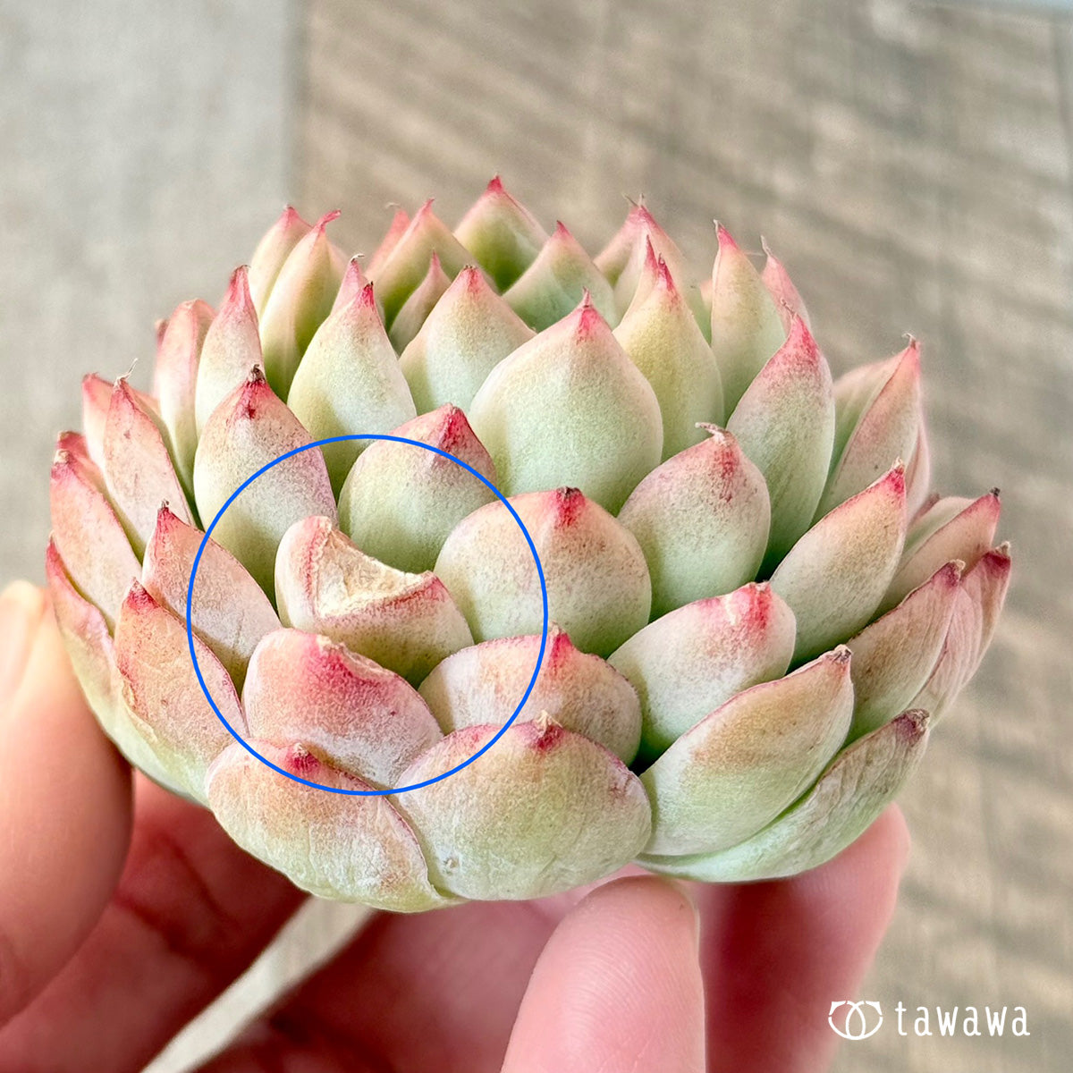아루바①