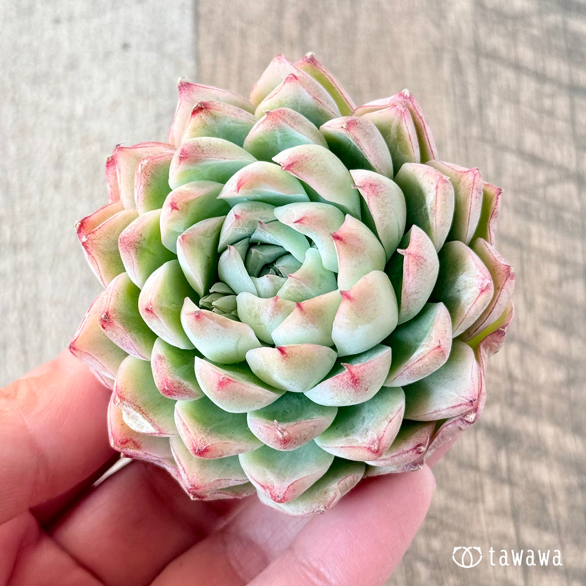 아루바①