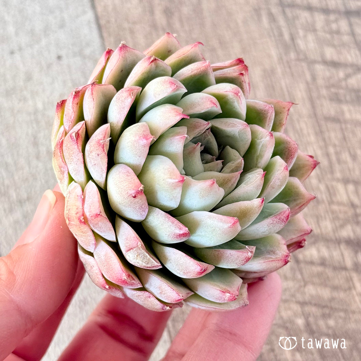 아루바①
