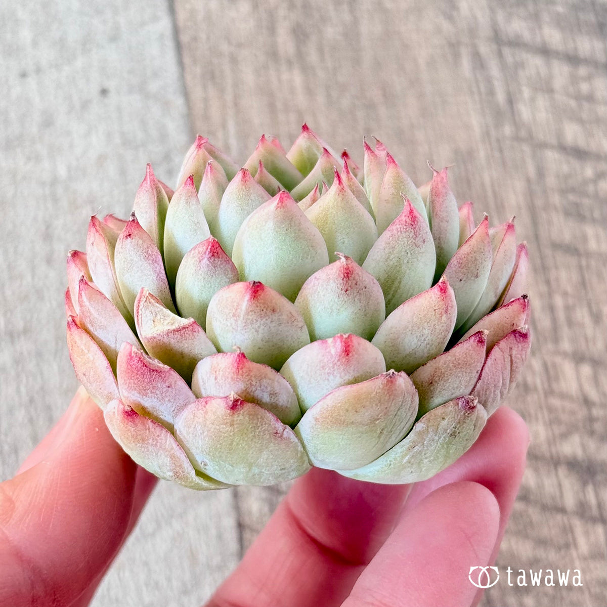 아루바①