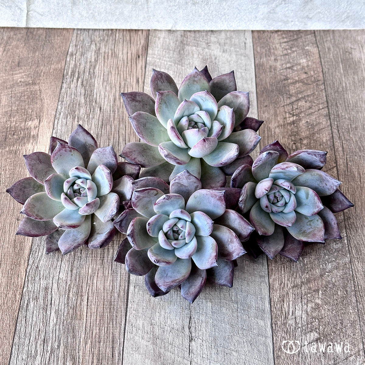 Echeveria – tagged 