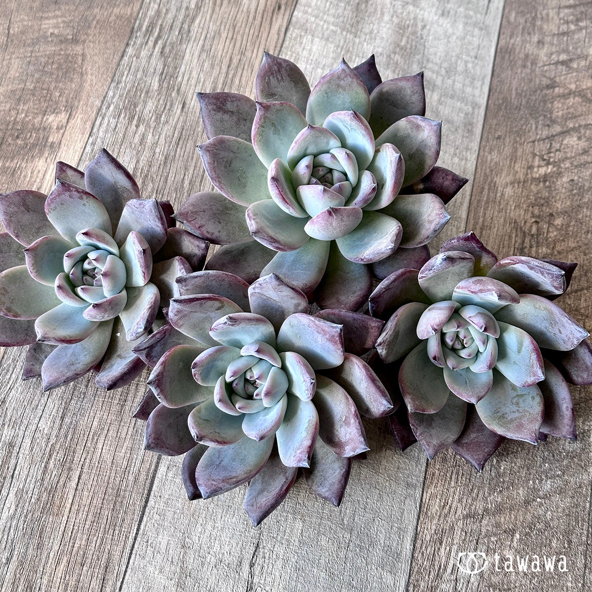 Echeveria – tagged 