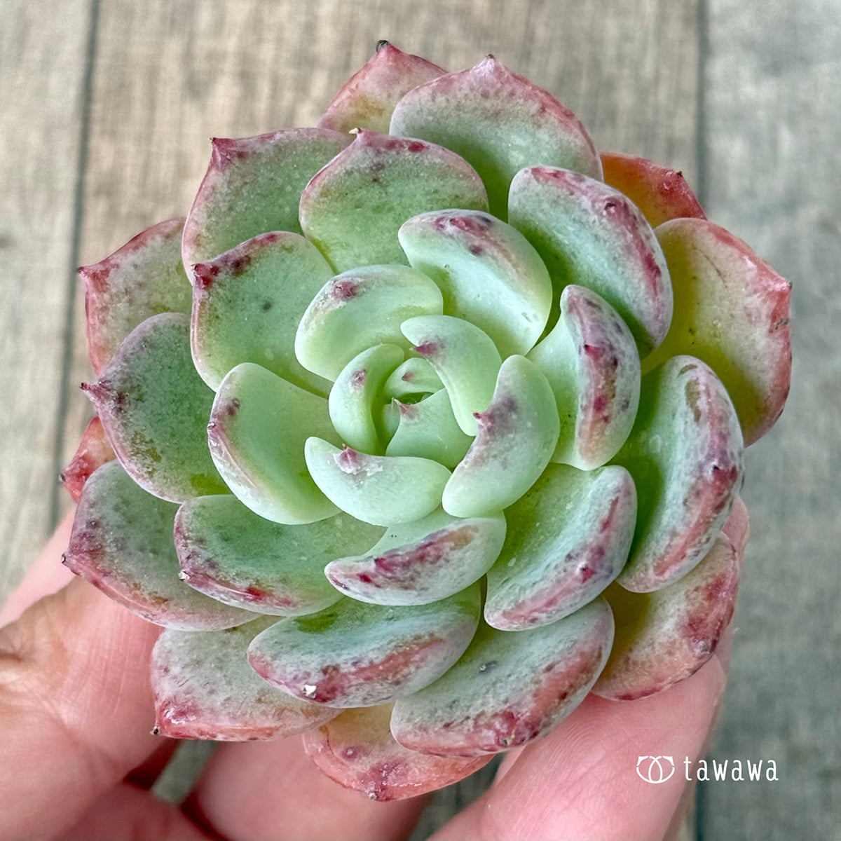 《新入荷》ポイズン（チャンヒー農園苗）