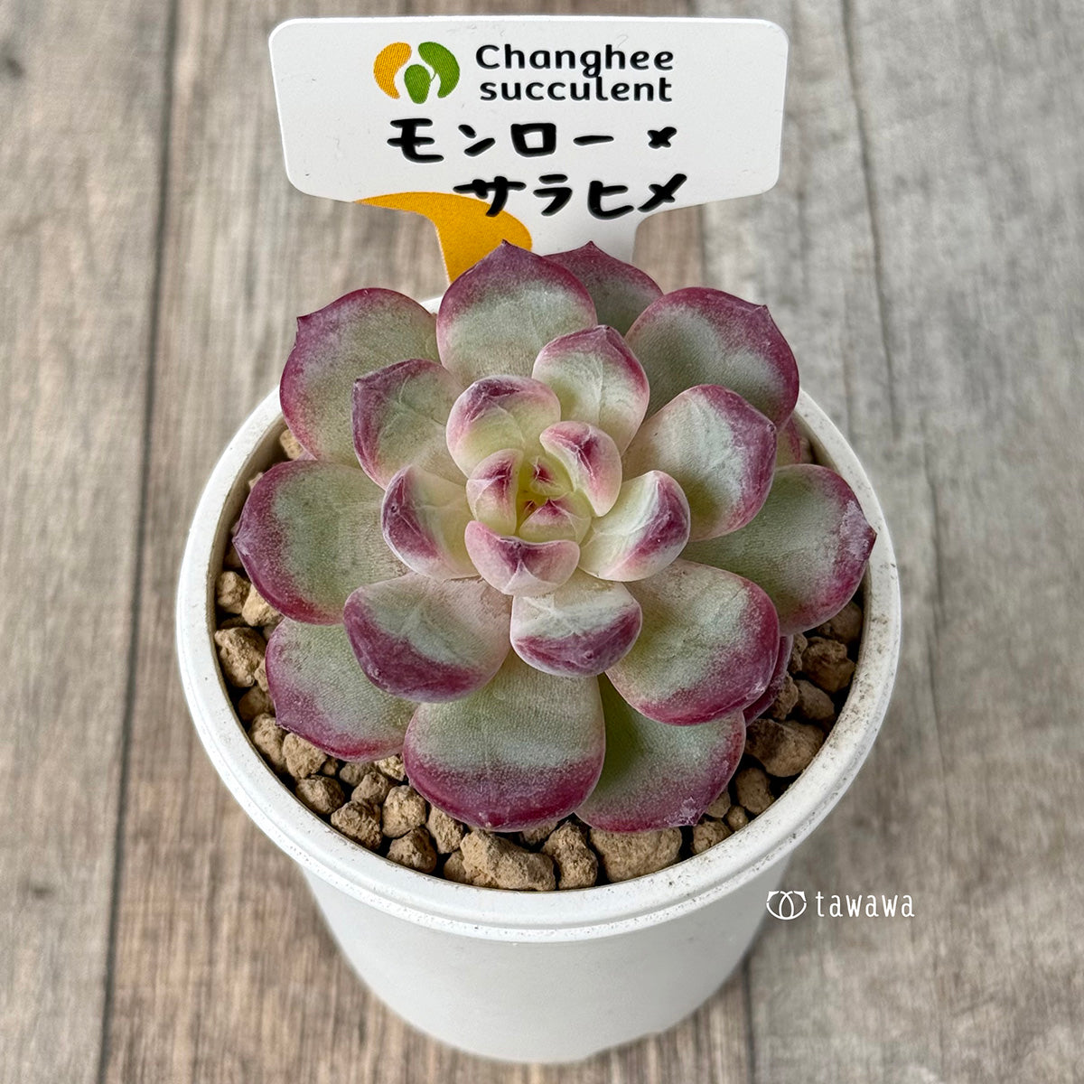 《新入荷》モンロー×サラヒメ（チャンヒー農園苗）