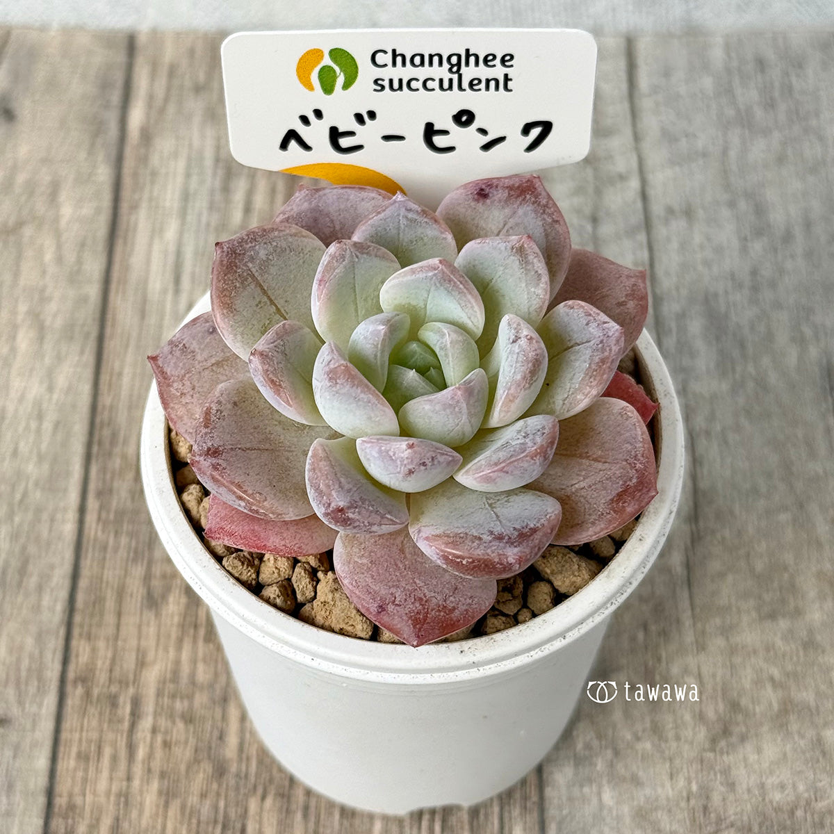 《新入荷》ベビーピンク（チャンヒー農園苗）