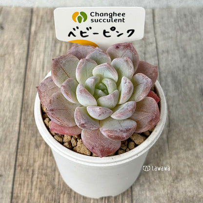《新入荷》ベビーピンク（チャンヒー農園苗）