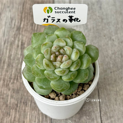 《新入荷》ガラスの靴【中サイズ】（チャンヒー農園苗）