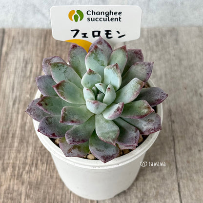 《新入荷》フェロモン【中サイズ】（チャンヒー農園苗）