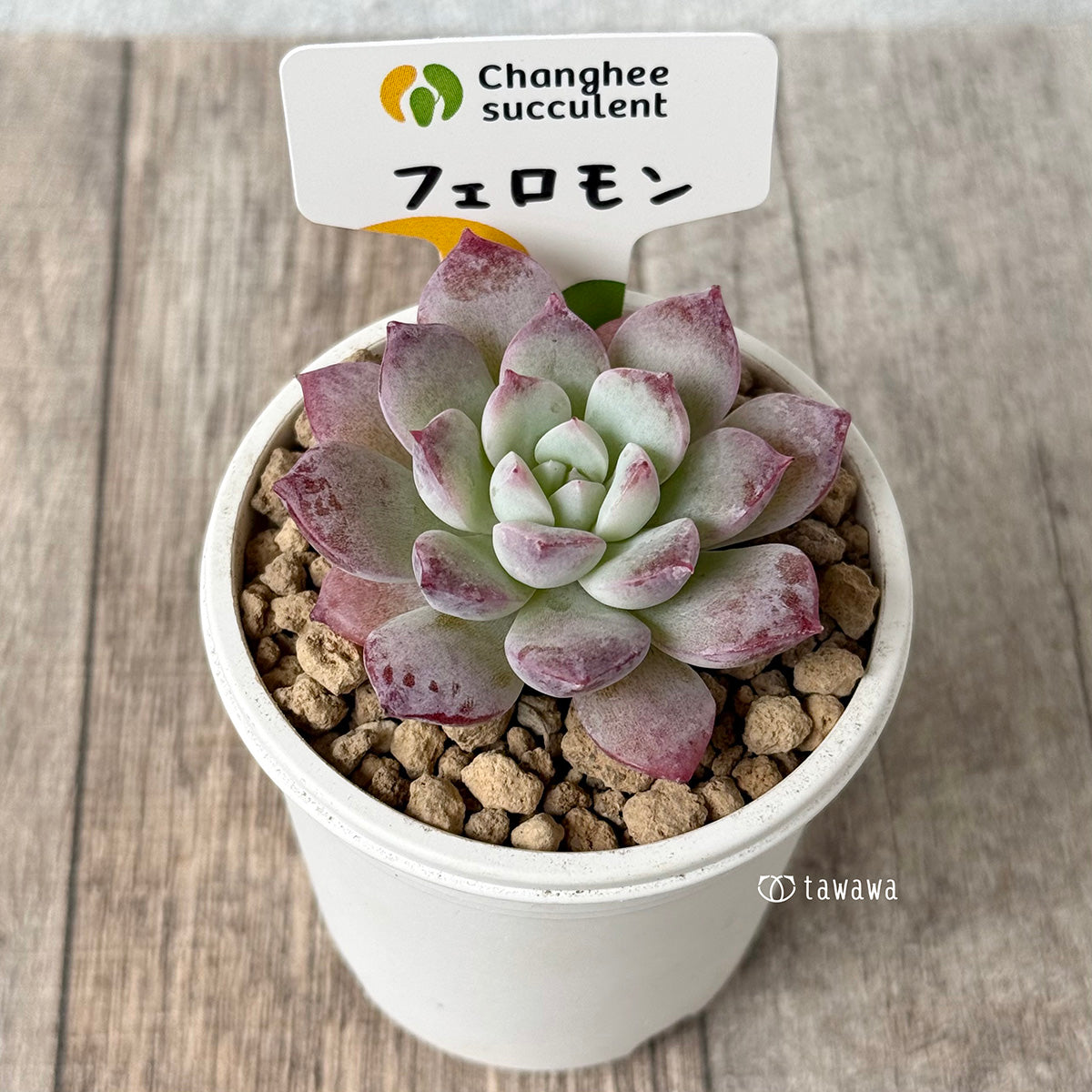 《新入荷》フェロモン【小サイズ】（チャンヒー農園苗）