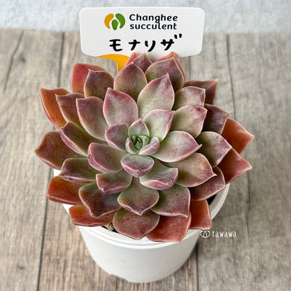 《新入荷》モナリザ（チャンヒー農園苗）