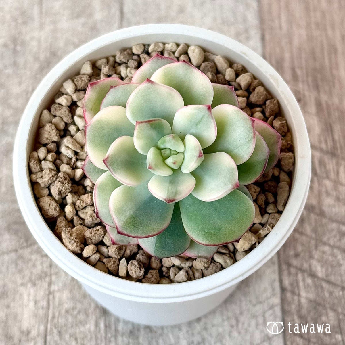 아루바①