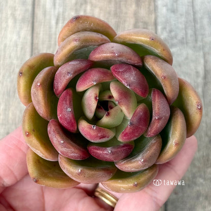 《新入荷》ブラックピンク（チャンヒー農園苗）