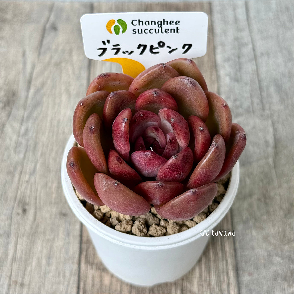 《新入荷》ブラックピンク（チャンヒー農園苗）