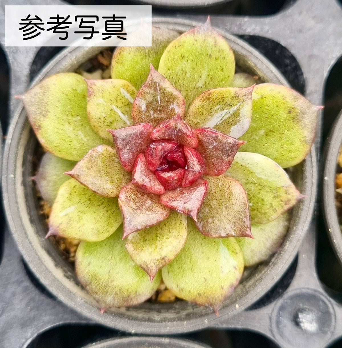 《新入荷》エンチャント（チャンヒー農園苗）