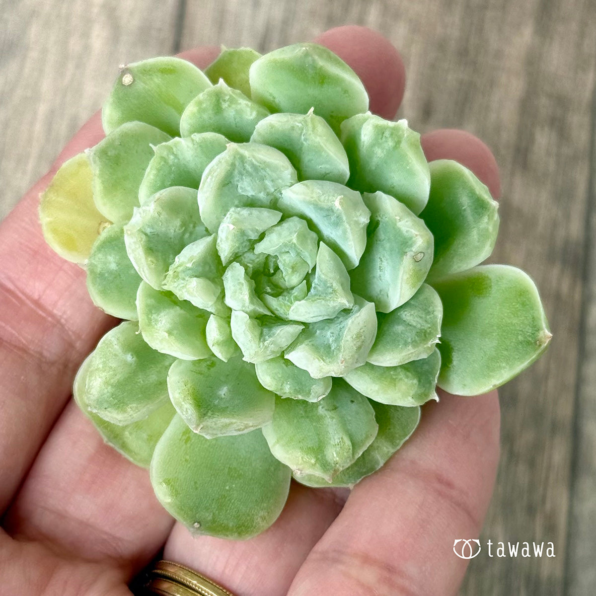 《新入荷》エンジェルデュー　【小サイズ１】（チャンヒー農園苗）