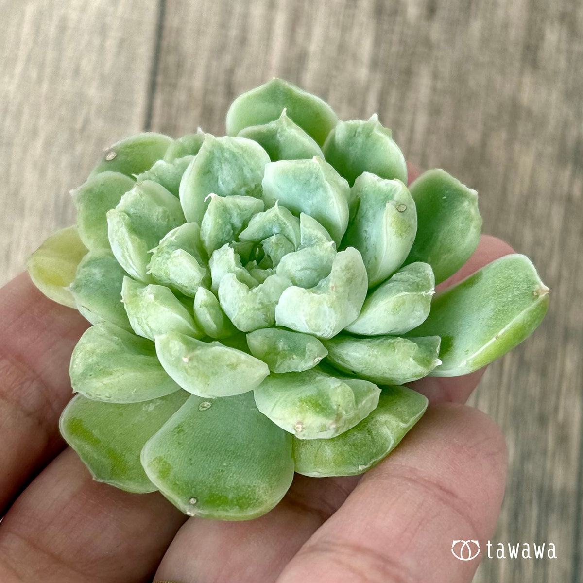 《新入荷》エンジェルデュー　【小サイズ１】（チャンヒー農園苗）