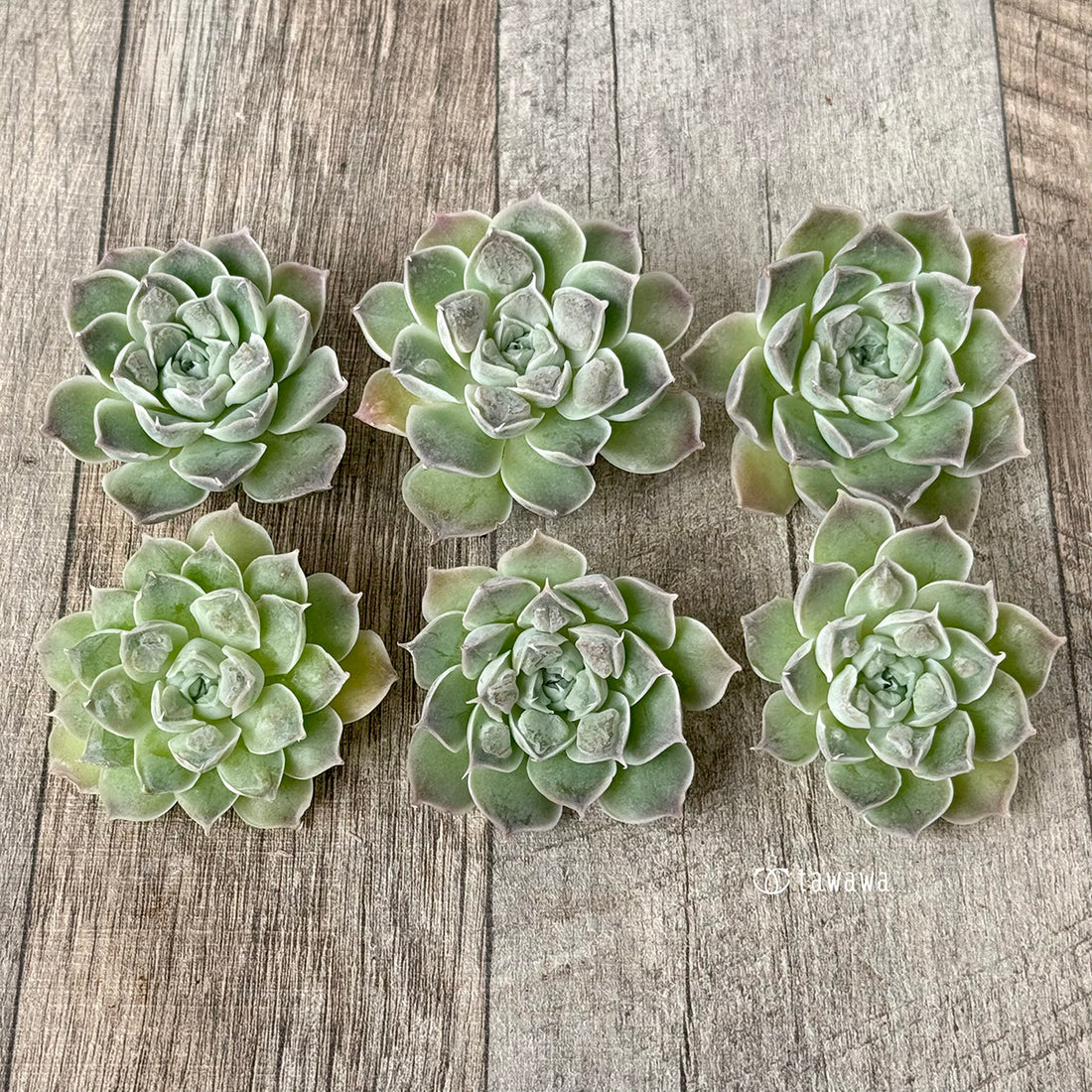 《新入荷》エンジェルズティア（チャンヒー農園苗）