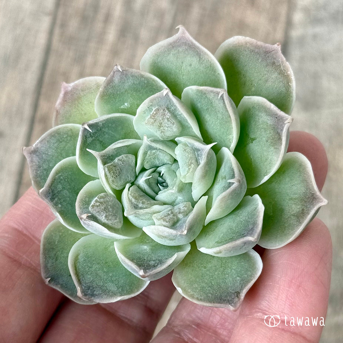 《新入荷》エンジェルズティア（チャンヒー農園苗）