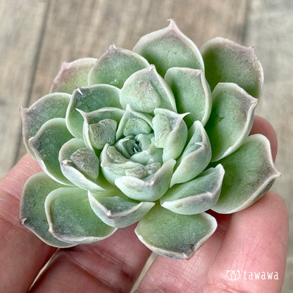 《新入荷》エンジェルズティア（チャンヒー農園苗）