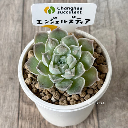 《新入荷》エンジェルズティア（チャンヒー農園苗）