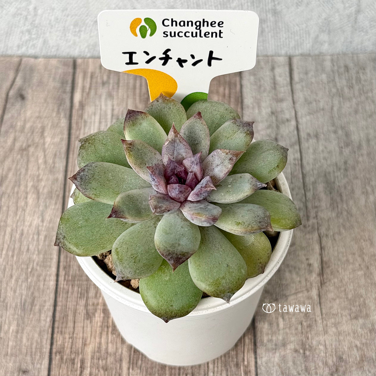 《新入荷》エンチャント（チャンヒー農園苗）