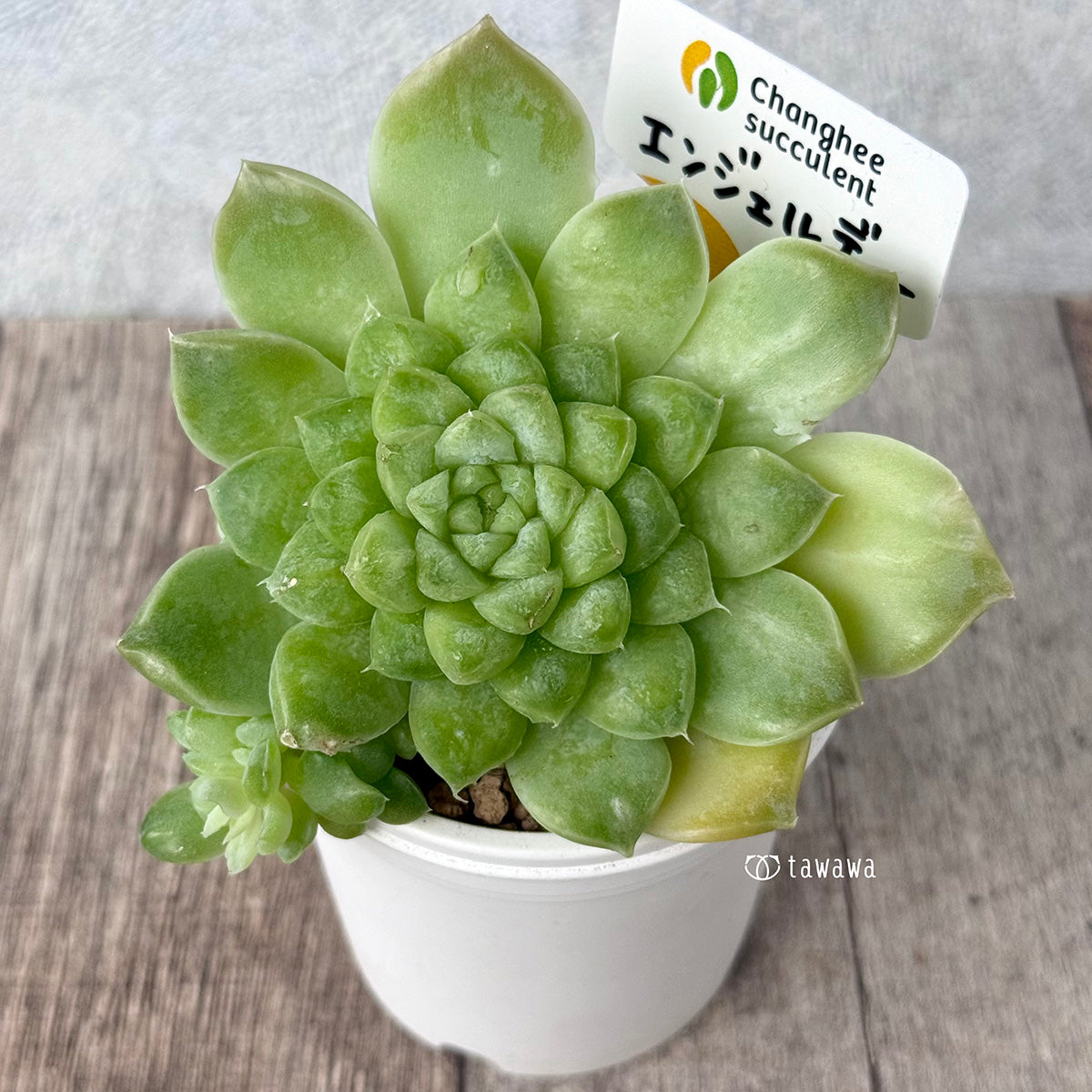 《新入荷》エンジェルデュー【大サイズ】（チャンヒー農園苗）
