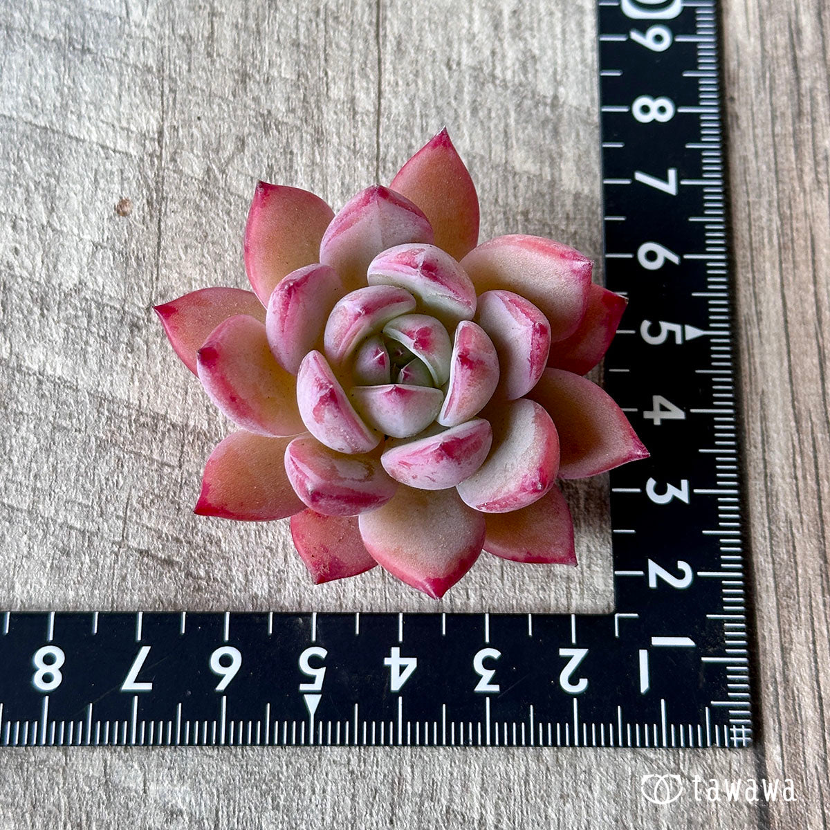 New Arrival* Cubic Frost